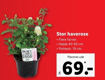 Lidl Stor haverose tilbud