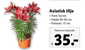 Lidl Asiatisk lilje tilbud