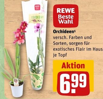 REWE DE Orchideen¹ tilbud