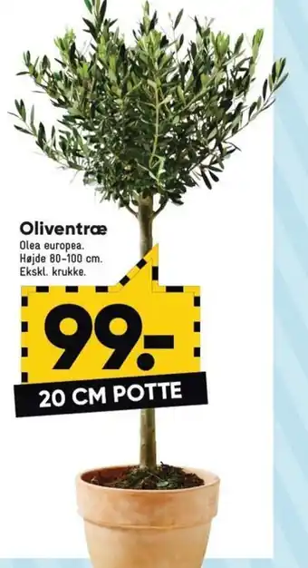Bilka Oliventræ tilbud