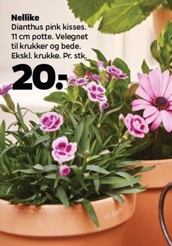 Netto Nellike tilbud
