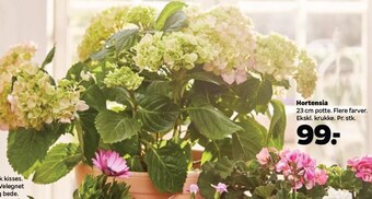 Hortensia