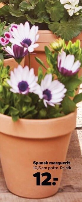 Netto Spansk marguerit tilbud