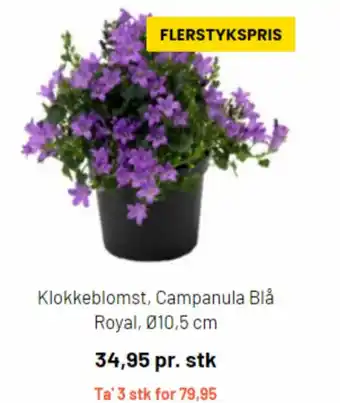Silvan Klokkeblomst, Campanula Blå Royal, Ø10,5 cm tilbud