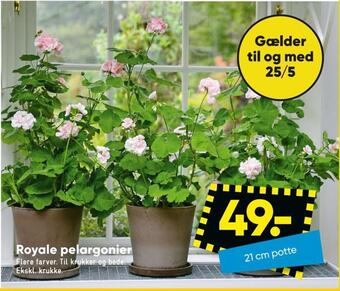 Bilka Royale pelargonier tilbud