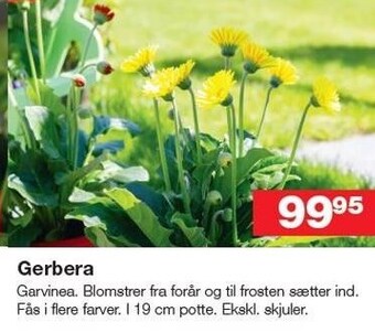 Gerbera