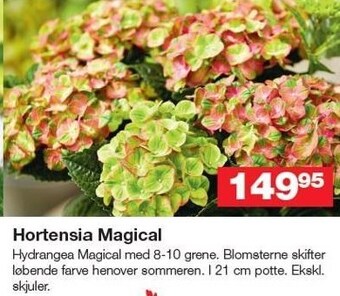 Bauhaus Hortensia magical tilbud