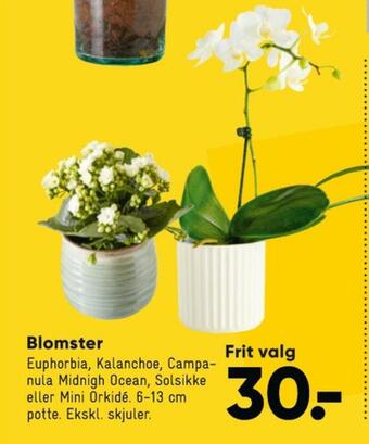 Ukendt planter