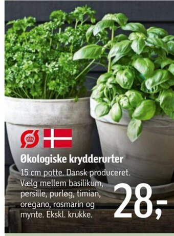 Føtex Økologiske krydderurter tilbud