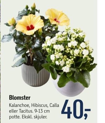 Føtex Blomster tilbud
