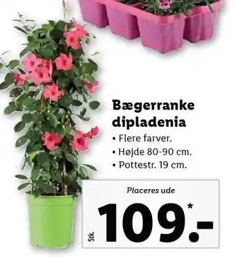 Lidl Bægerranke dipladenia tilbud