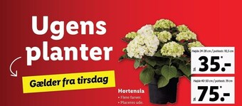 Lidl Hortensia tilbud