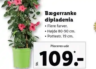 Lidl Bægerranka dipladenia tilbud