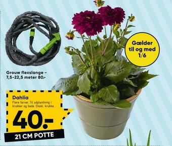 Bilka Dahlia tilbud