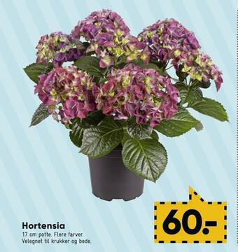 Bilka Hortensia tilbud
