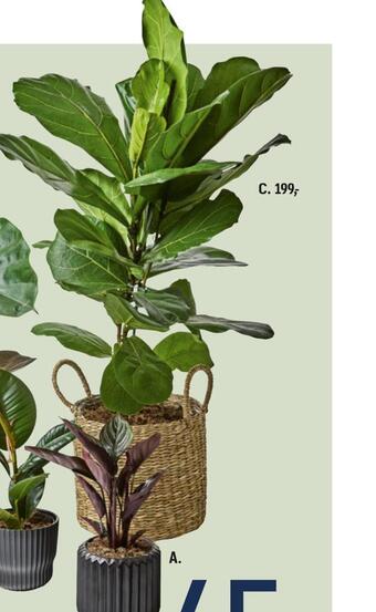 Føtex Grønne planter tilbud