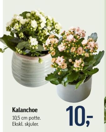Ukendt planter