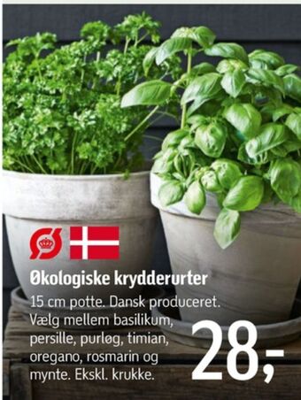 Ukendt planter
