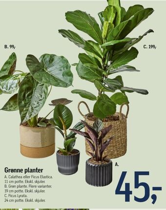 Føtex Ukendt planter tilbud