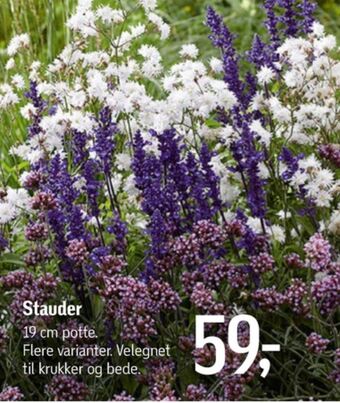 Ukendt planter