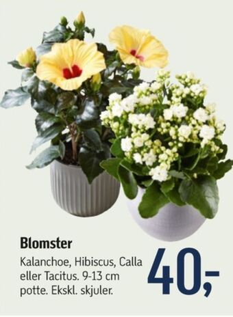 Ukendt planter