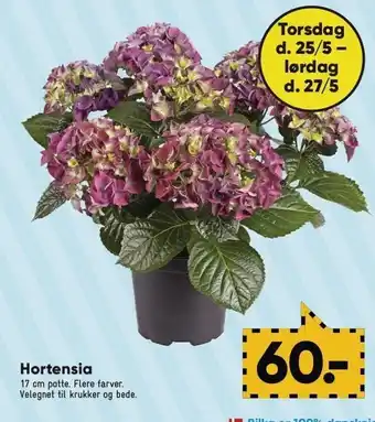 Hortensia 17 cm potte