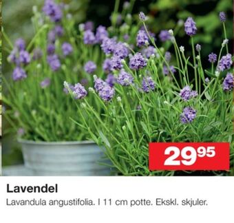 Bauhaus Ukendt planter tilbud