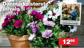 Ukendt planter