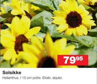 Ukendt planter