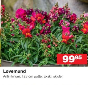 Ukendt planter