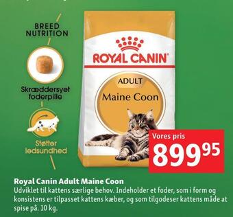 Maxi Zoo Royal canin adult maine coon tilbud