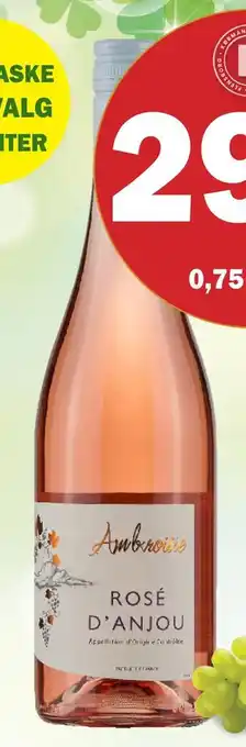 Rose d'anjou ambroisie
