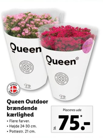 Queen Outdoor brændende kærlighed