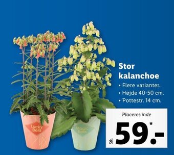 Lidl Stor kalanchoe tilbud