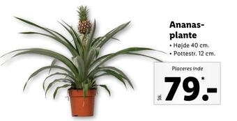 Lidl Ananasplante tilbud