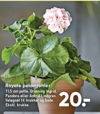 Royale pelargonier