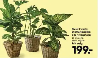Bilka Ficus Lyrata, Dieffenbachia eller Monstera tilbud