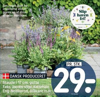 REMA 1000 Staude i 17 cm. potte tilbud
