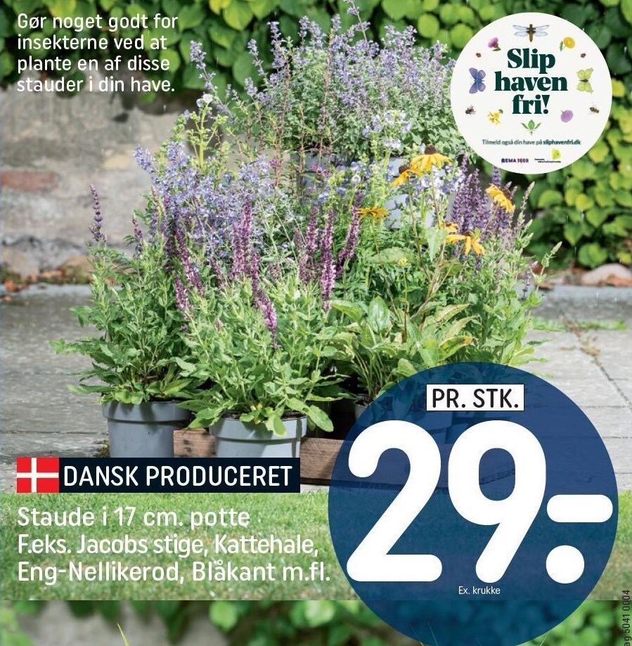 Rema 1000 Staude i 17 cm. potte f.eks jacobs stige, kattehale, eng-nellikerod, blåkant m.fl. tilbud