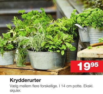 Bauhaus Krydderurter tilbud