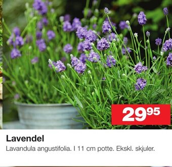 Bauhaus Lavendel tilbud