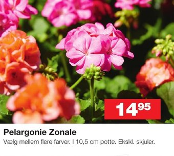 Pelargonie Zonale