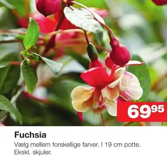 Fuchsia