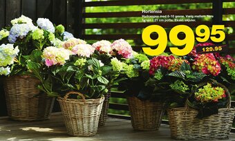 Bauhaus Hortensia tilbud