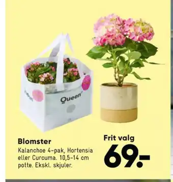 Queen planter