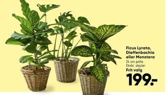 Bilka Ukendt planter tilbud