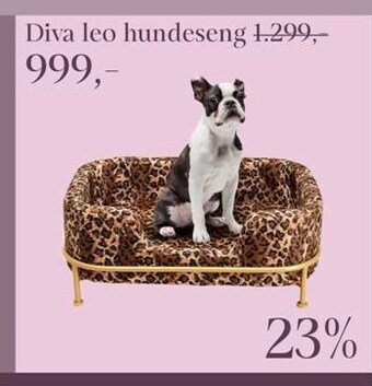 Diva leo hundeseng