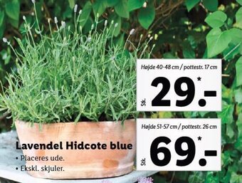 Lidl Lavendel Hidcote blue tilbud