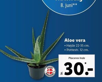 Aloe vera