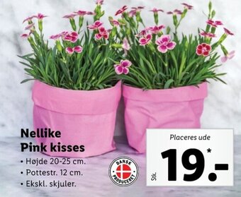 Lidl Nellike Pink kisses tilbud